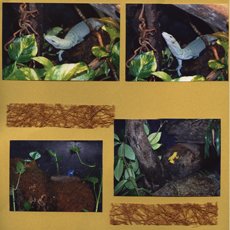 Zoo Africa Scrapbook Layout of  Lizards