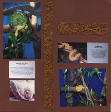 Zoo Africa Scrapbook Layout of Lizards