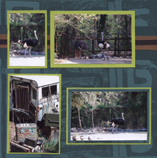 Zoo Africa Scrapbook Layout of Ostrich