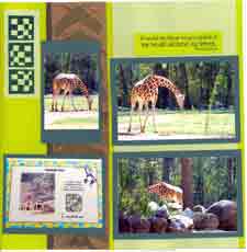 Zoo Africa Scrapbook Layout of Giraffe